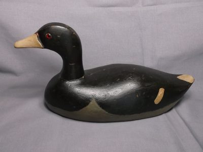 Nelow Coot